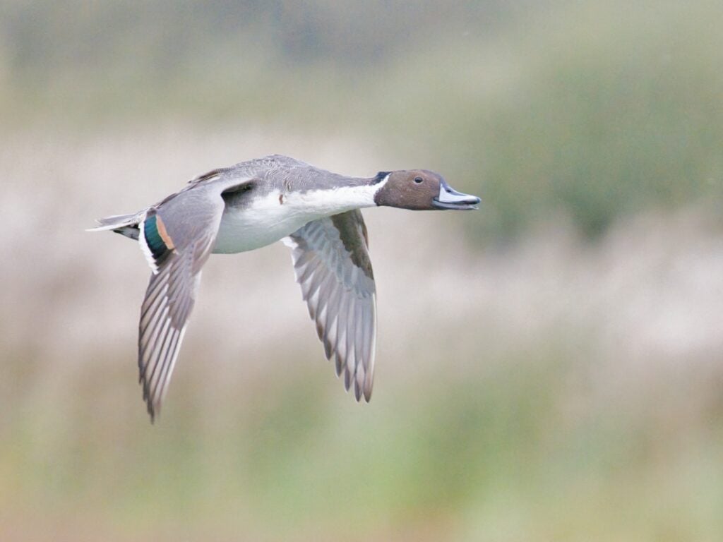 Pintail in flight