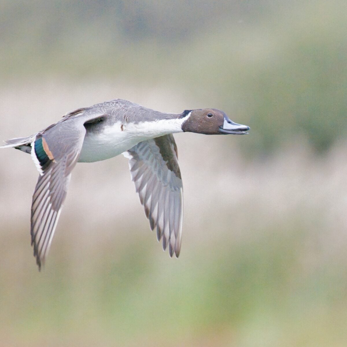 Pintail © Barry Yates