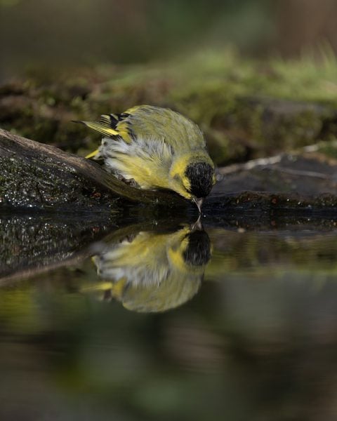 Siskin drinking from a pond