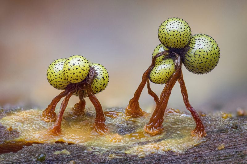 Tiny Dancers Cribraria aurantiaca97