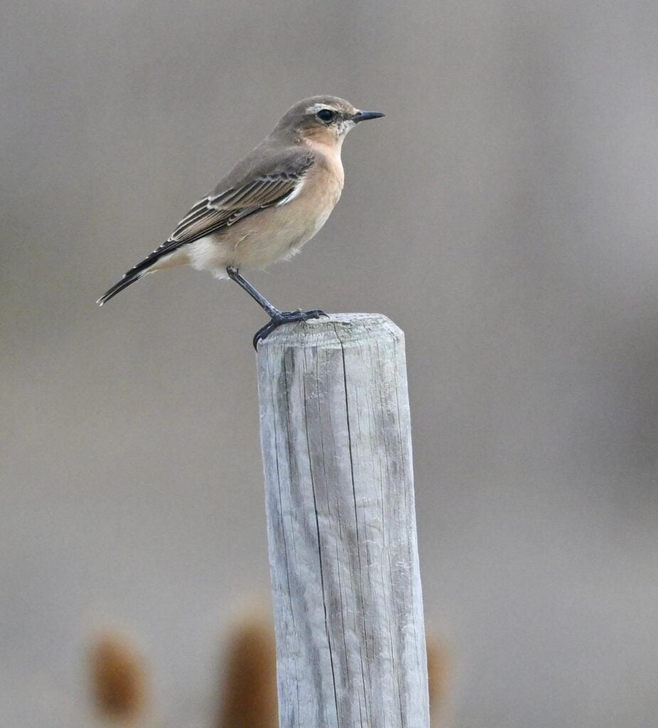 Wheatear sat on fence post